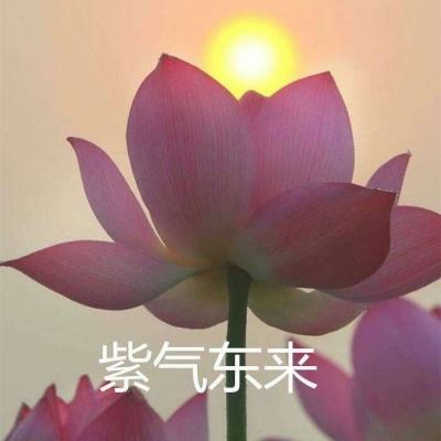 萌宠大爆炸懒人版下载